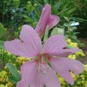 Lavatera x clementii 'Candy Floss' fleur